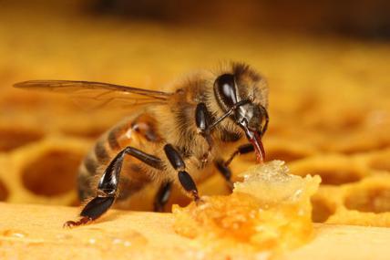 Read more about the article Mini conférence sur l’univers des abeilles !